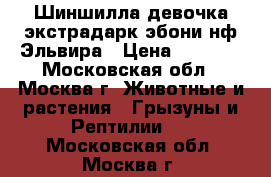 Шиншилла девочка экстрадарк эбони нф Эльвира › Цена ­ 6 000 - Московская обл., Москва г. Животные и растения » Грызуны и Рептилии   . Московская обл.,Москва г.